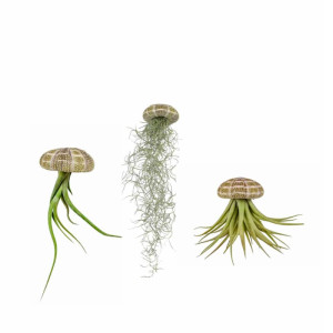 Set de Plantes Aériennes - Tillandsia Jellyfish Trio avec Coquillage, 3 pcs. 10500 Pineapple Style Plantes Aériennes & Aquati...